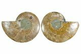 Cut & Polished Crystal-Filled Ammonite Fossil - Madagascar #354108-1